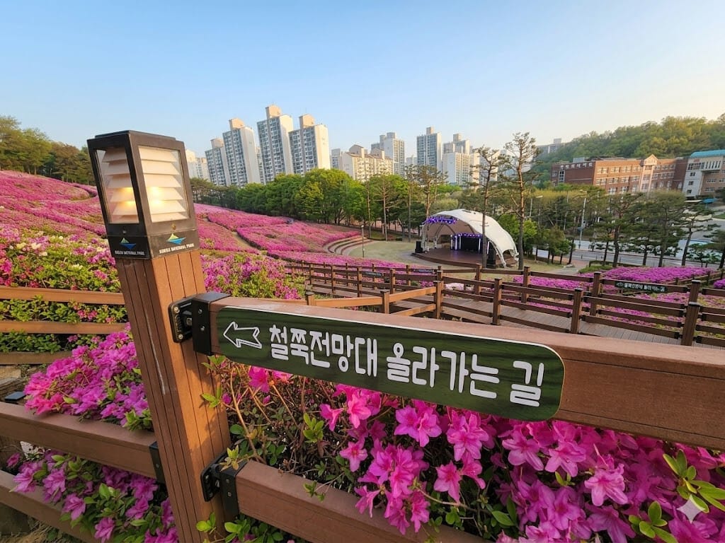 2026 군포 철쭉축제, 군포 철쭉동산, 경기도 봄꽃축제, 철쭉축제 주차 꿀팁, 군포 가볼만한곳