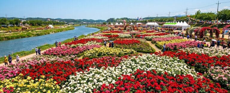 삼척 장미축제, 삼척 가볼만한곳, 5월 축제, 삼척 장미공원, 강원도 여행